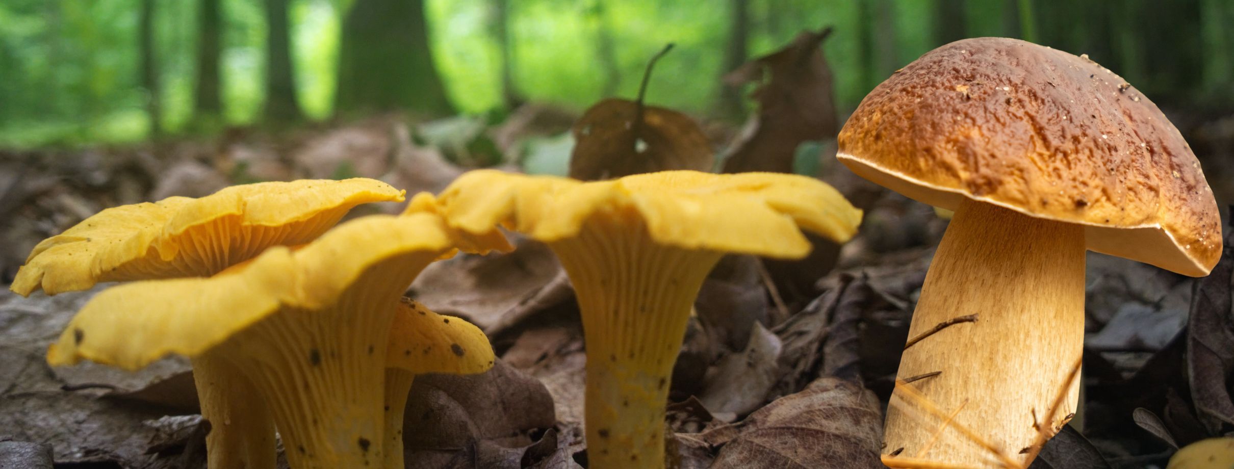 Champignons